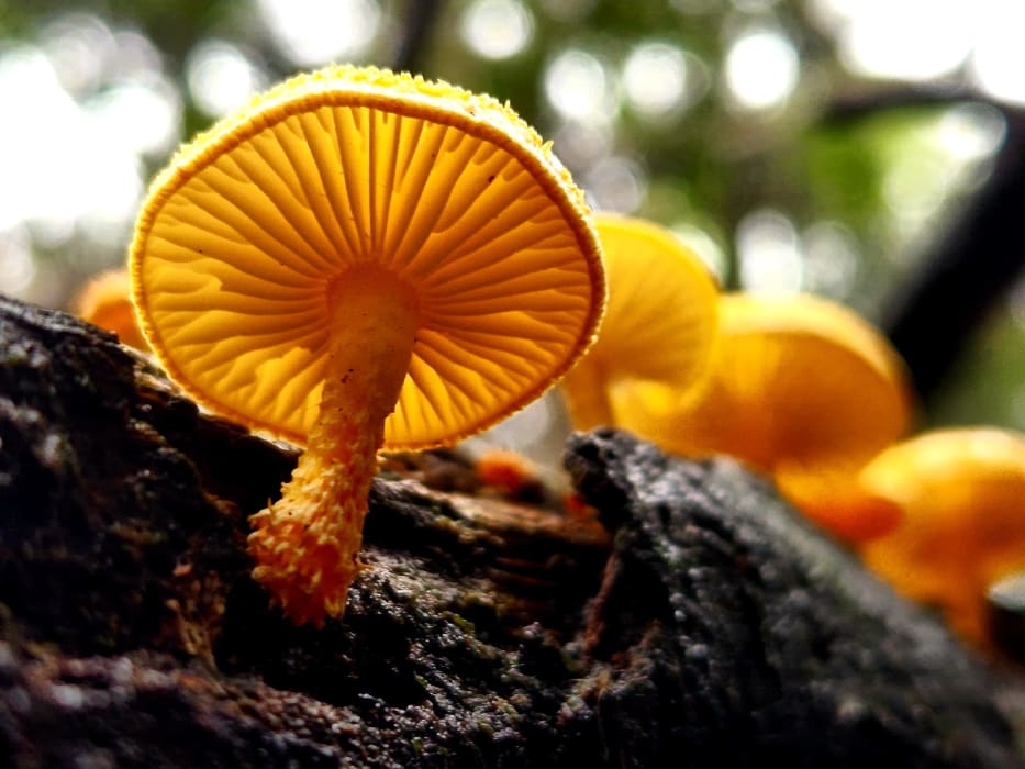 0wJ60tDj5Cp4ScAyWNZD