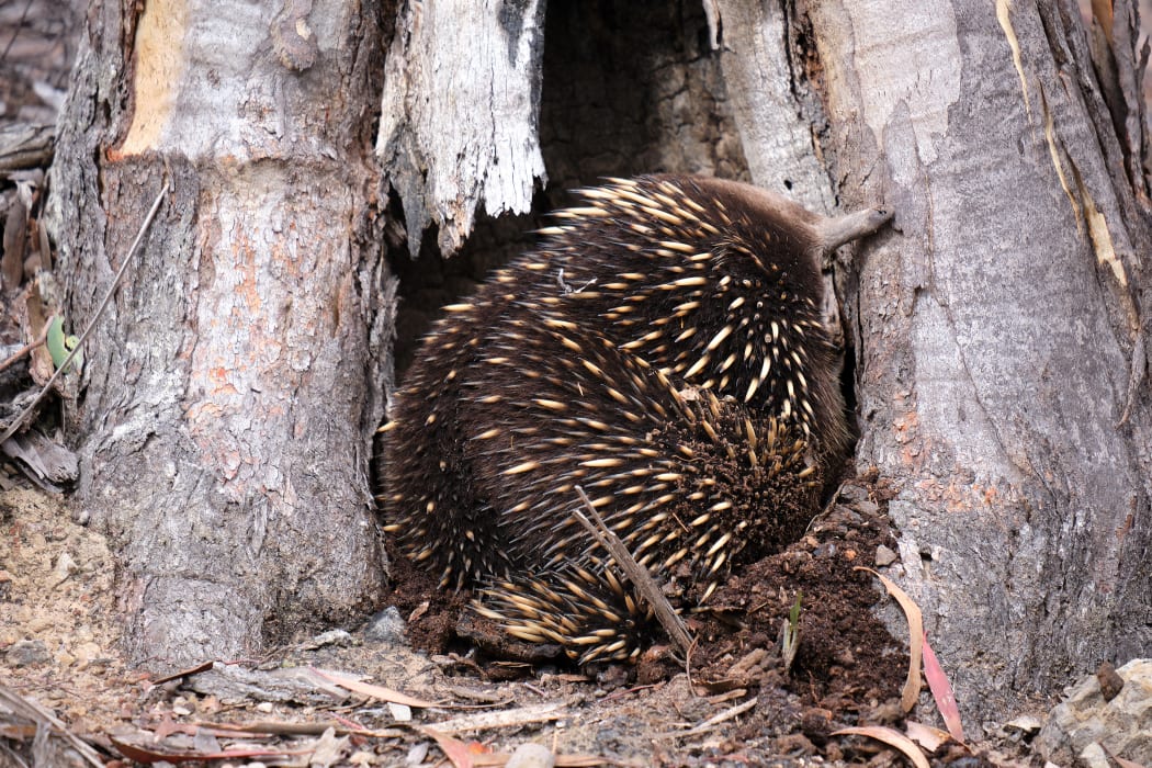 1mAJqIHN7nFSMedQp5Tx