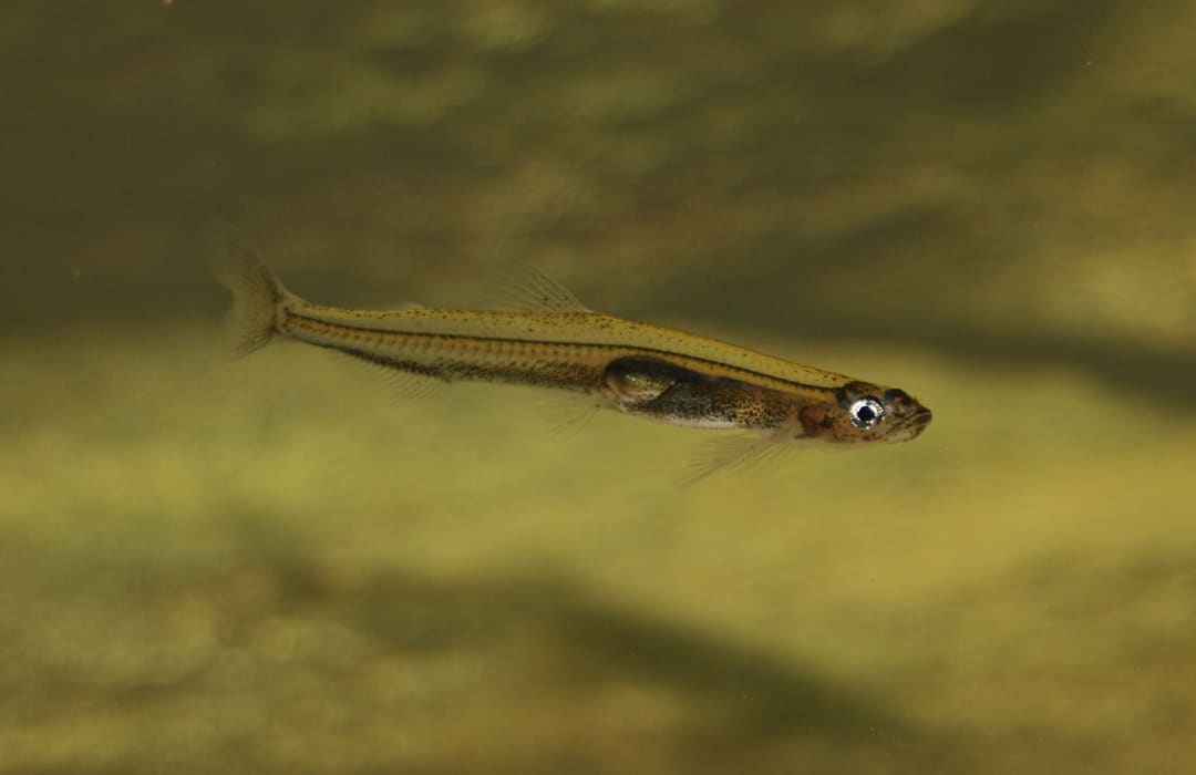 2mqFaBRYxUxeoDaP5215