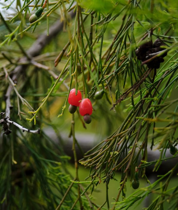 36qnArZSF3prh0ZLgc6x