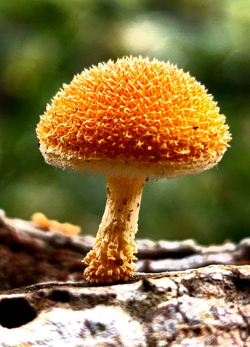 3MZsYPUfq6UoLw8AK8SL