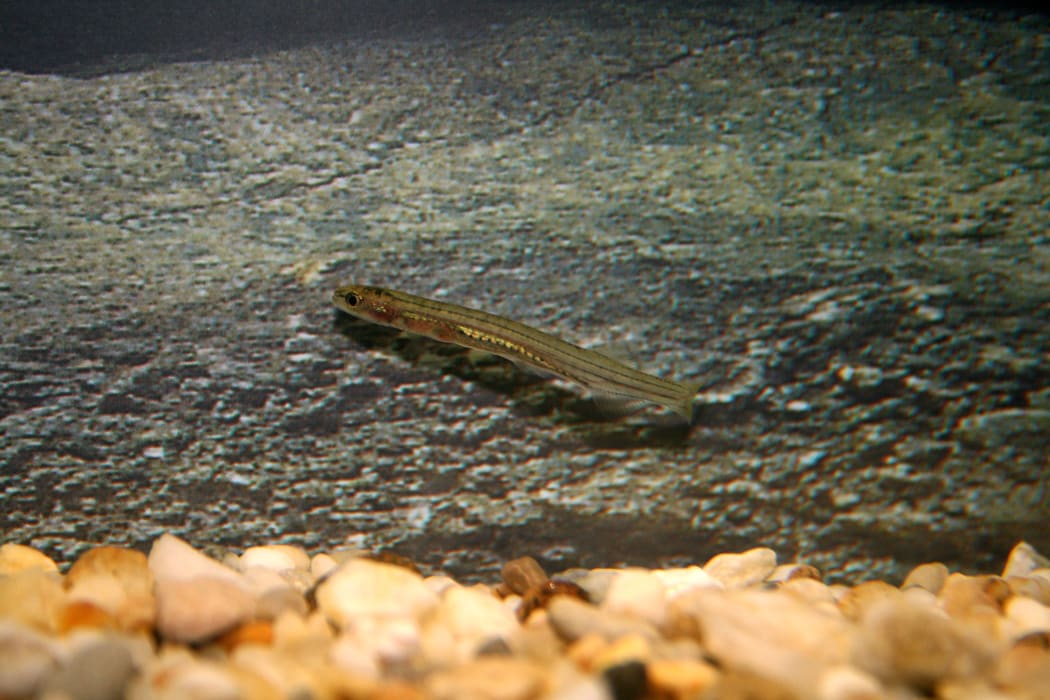 5Aiap1gauYMsFJWhfKau