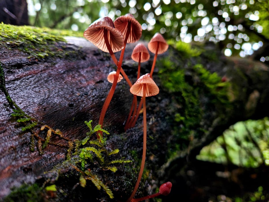 5OEGNH8ssSmIxgCQpK1R