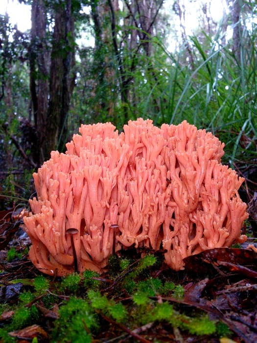 679cFMgvWuQv8TaWgJLp