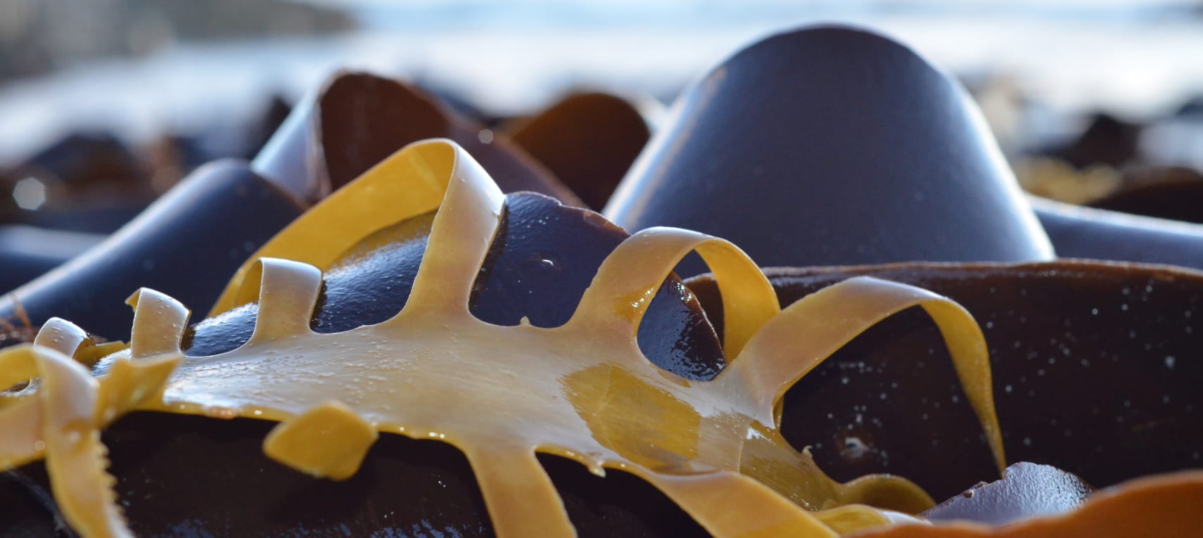 8XtmuVkw7GccsIOxTfbP