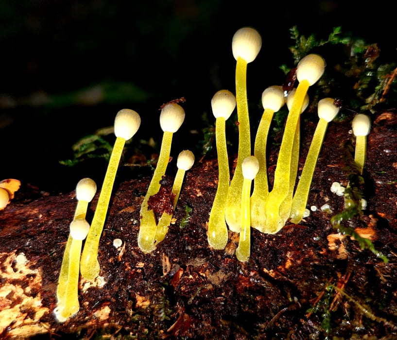 9bS6F2XQECeIieeuMe2G