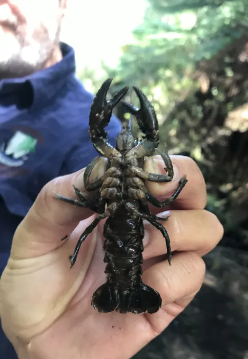 CpiAMFOO2jpLCcn3ka4t (1)