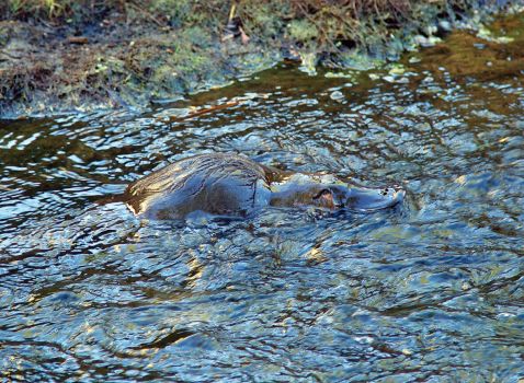 GvS6RjlVtCC4UoDE6fmw