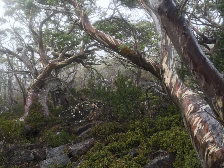 Gw2w96bMRtp6b0bpLrFM (1)