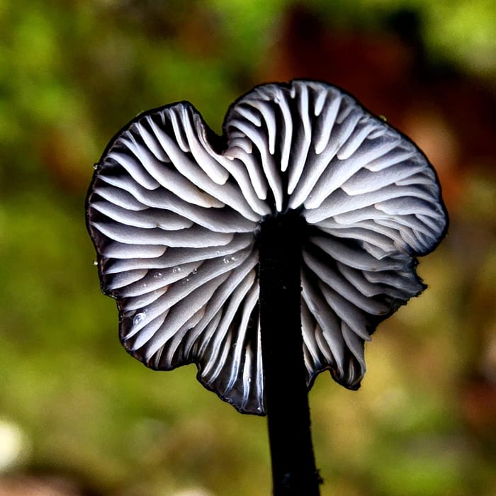 HUYjOlMbWXmnXSDRZQmS