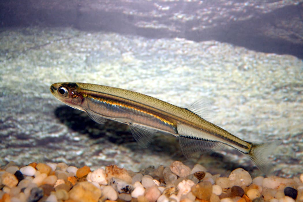 JekVEkWhFaRIjLUu3Dzu