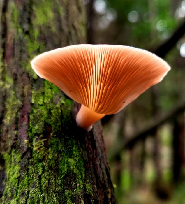 L8oHhveBsm6QKQGfCXeG