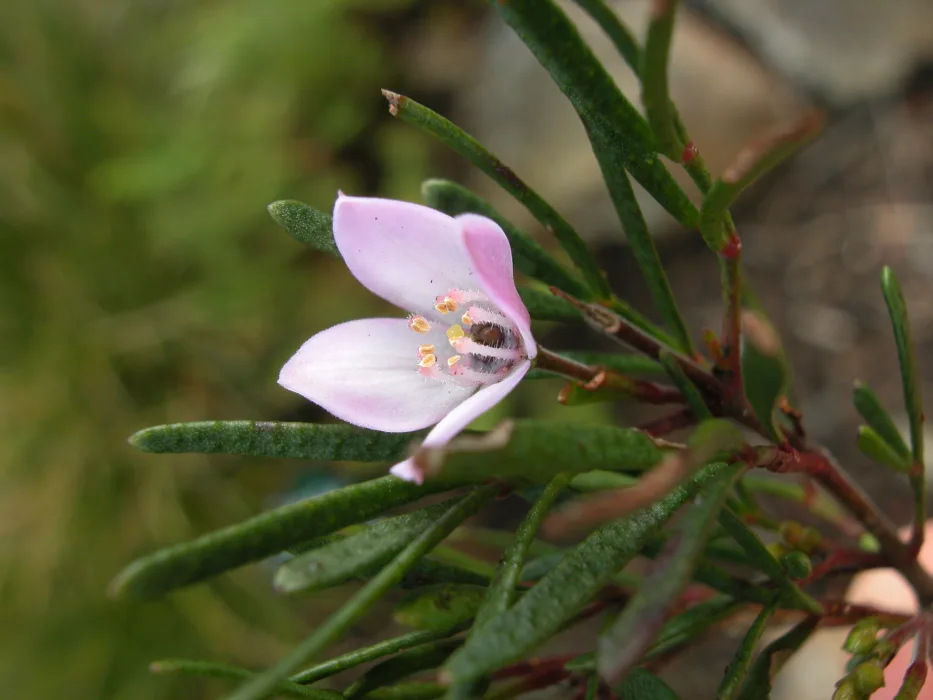 MtmBwEVAicTQHCtSlhaI