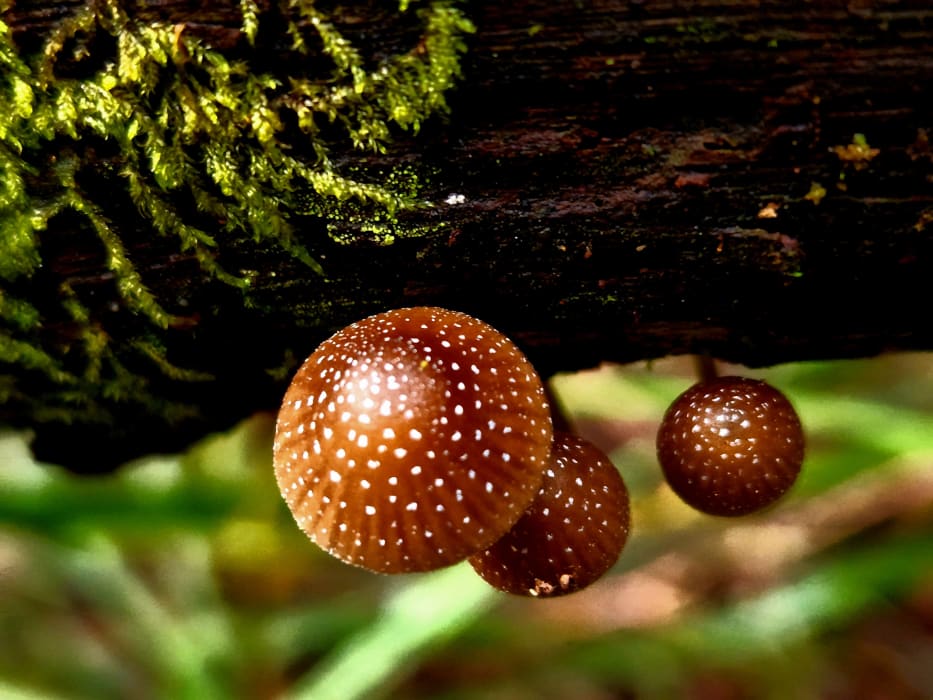 O3Gt9EE1Fya4s0guMhy8