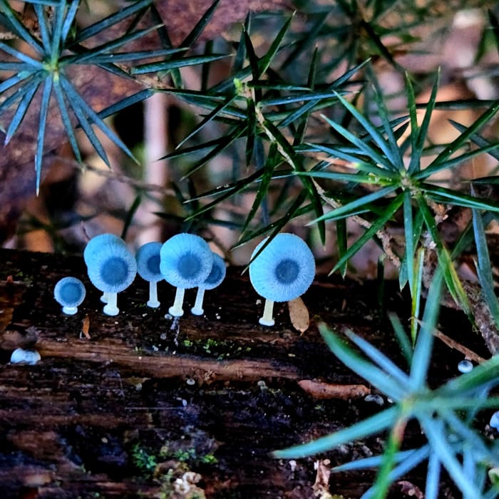 OH8ZJPkgmTESDqAlEa6C