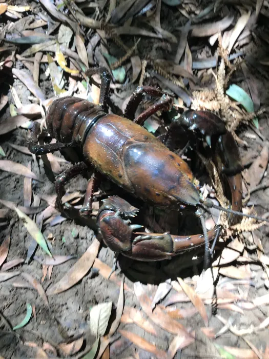 WtGuDzmqCl6ofbdWdobb (1)