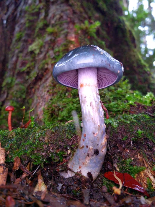 YNatJ37iii7OoFIgakwf