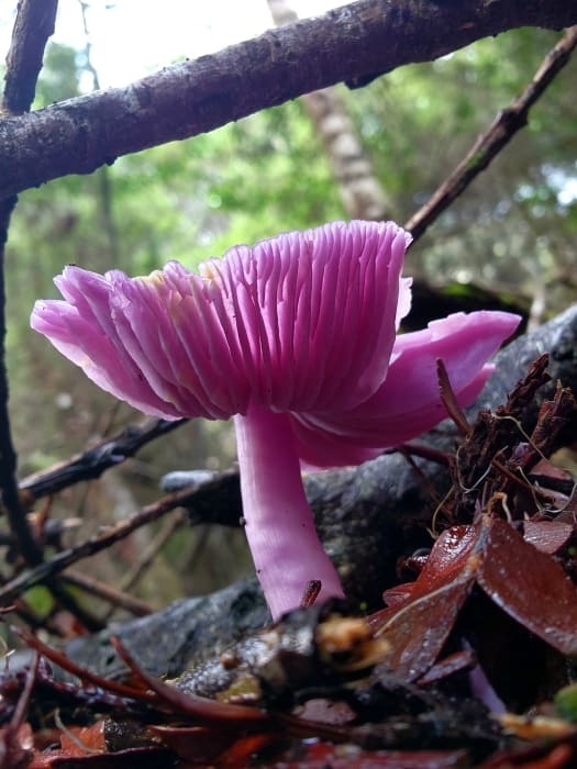 YYlPwnjqcWS14zaVP7Ny