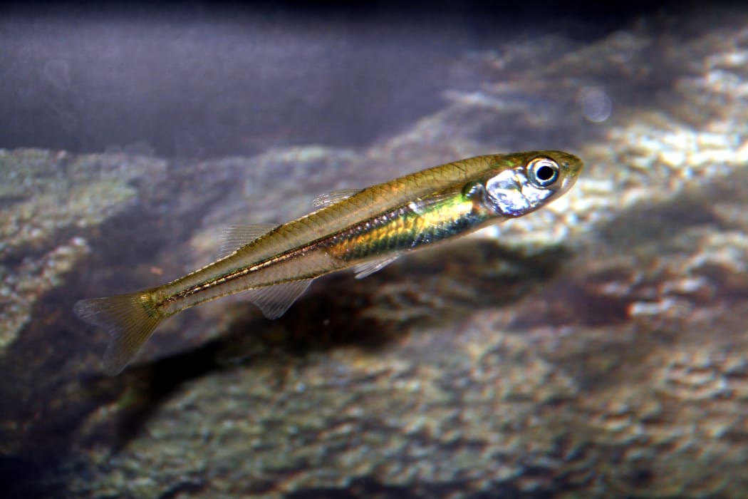 ZDCAX1DtLT71nR13M7qt