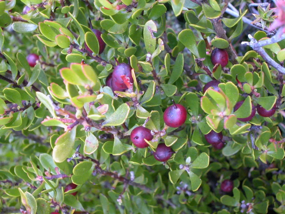 Zif1N654ZphAO2tGwEuM