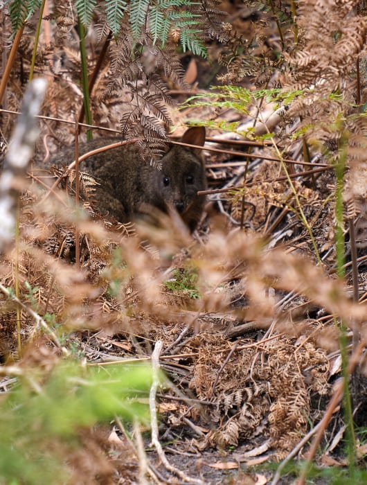 c5pGMLnheUbwDjFcGdsa