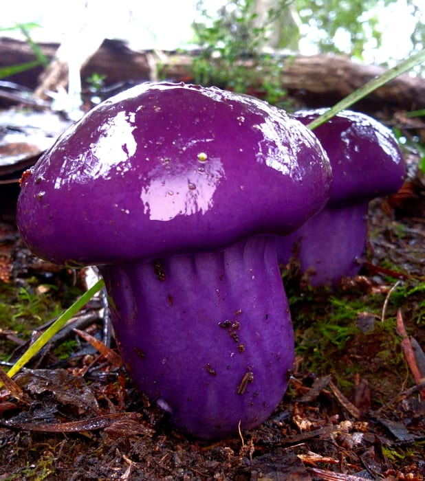 dorpfhULbAmKzIyfjYnl