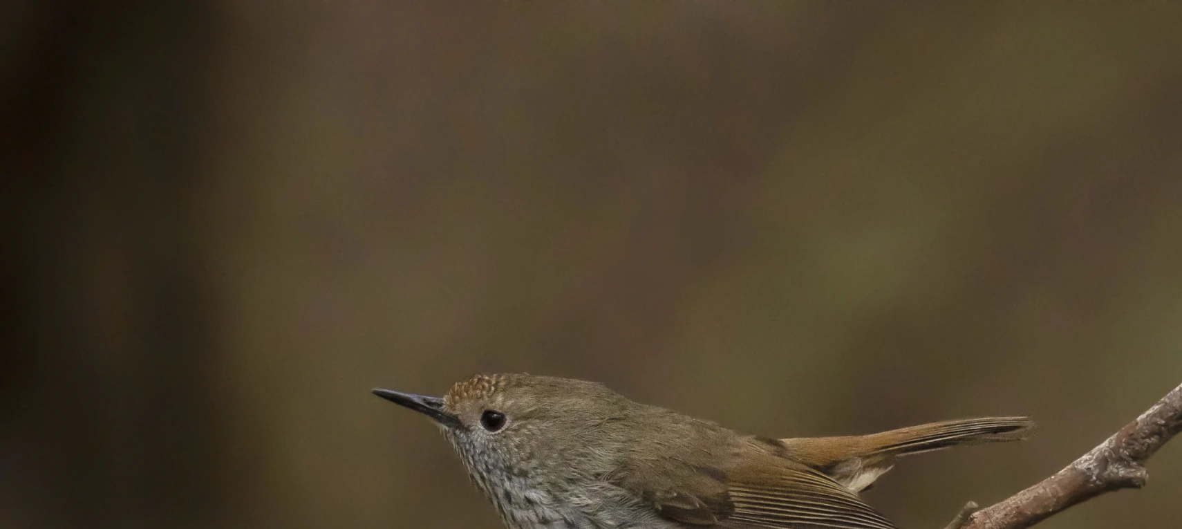 fB4yS6zrFZkNZlfCCtJ0