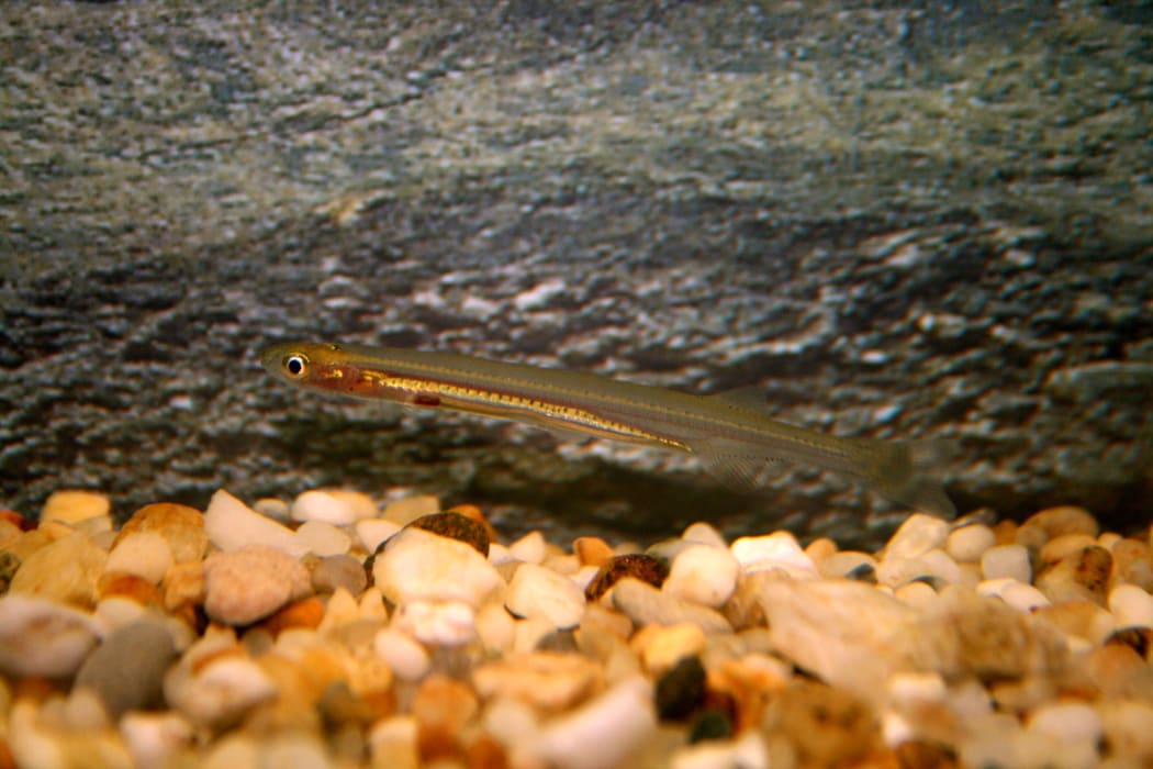 g4hU31X1vG2ttR5YG0gQ