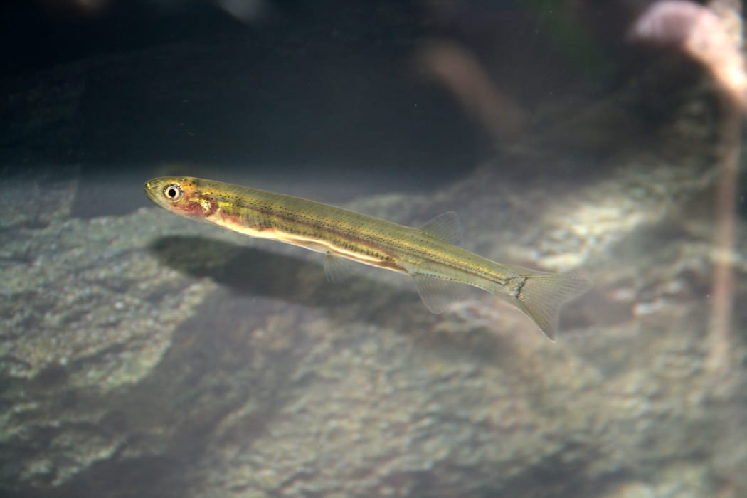 j5k4smOLrovyojdqULzf