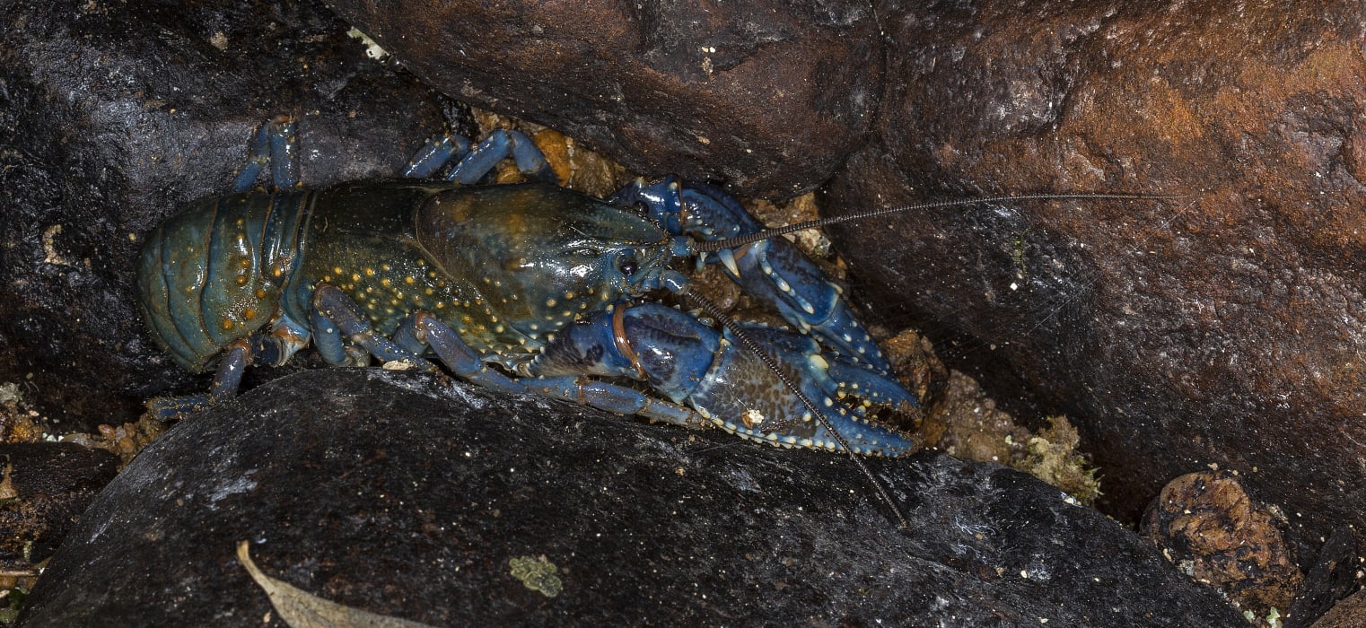 jCpfSyWuJroBxzkdcPT6