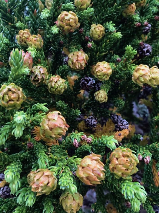 q7MTmYDwzViJIxeTfOAO