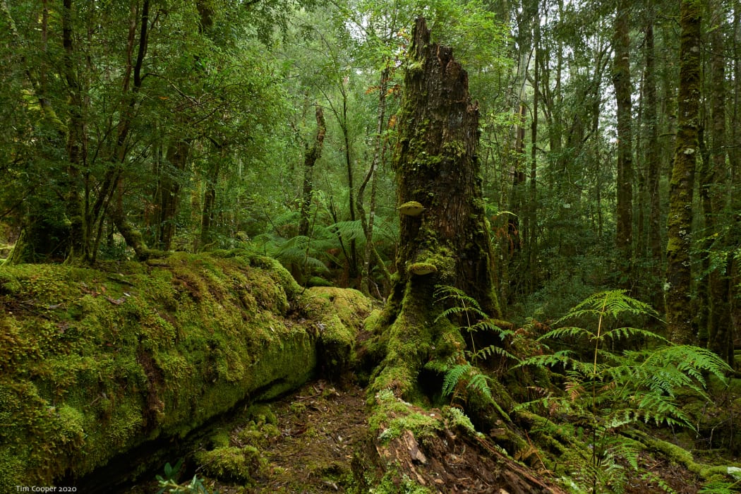 syJYZFewHtLouvlRX6jZ