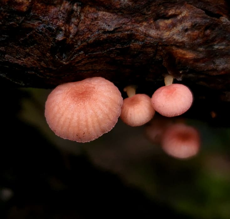 tKewd4cF1nKlnPx9vK9a