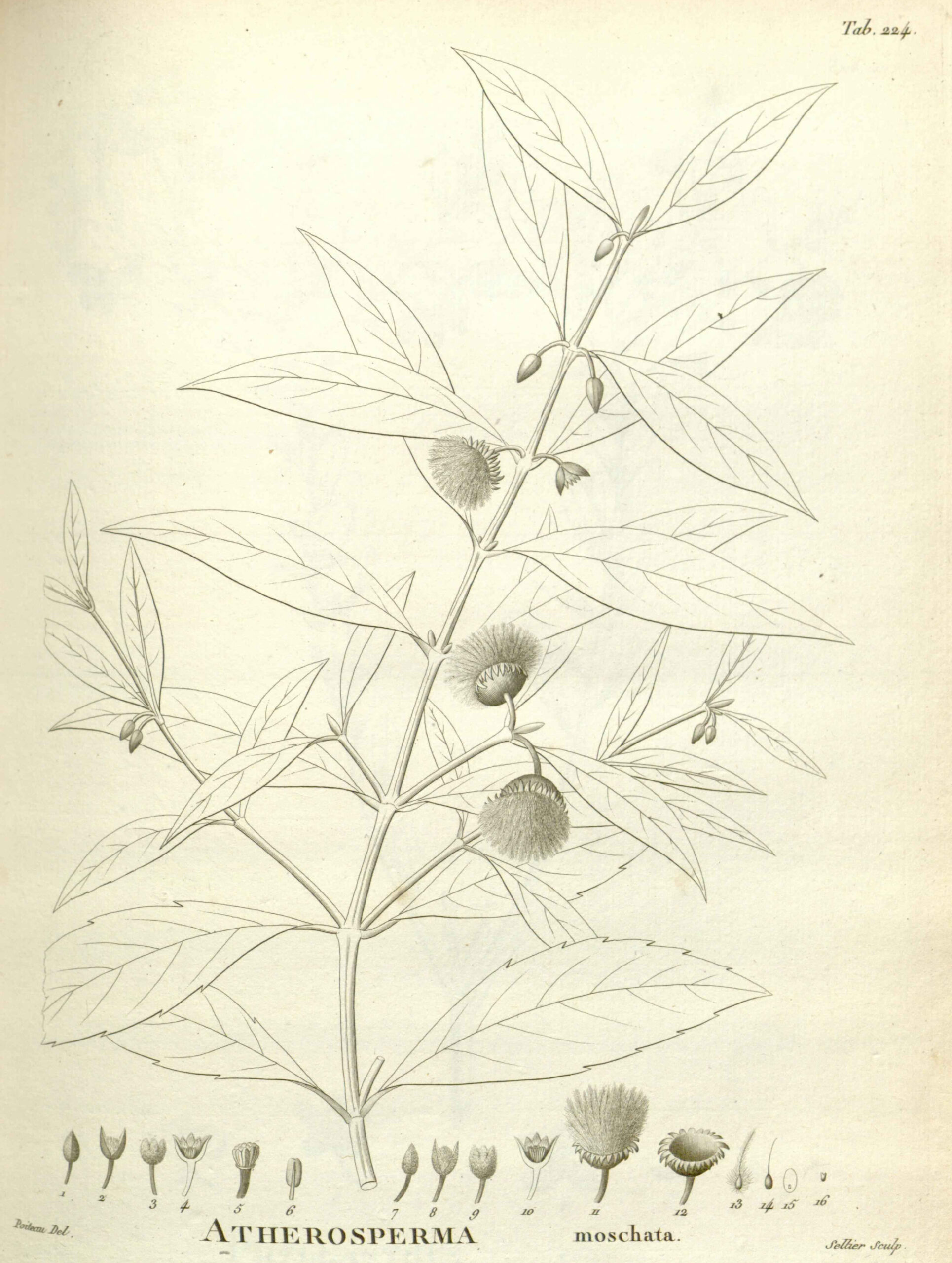 Atherosperma moschatum, Jacques Labillardière