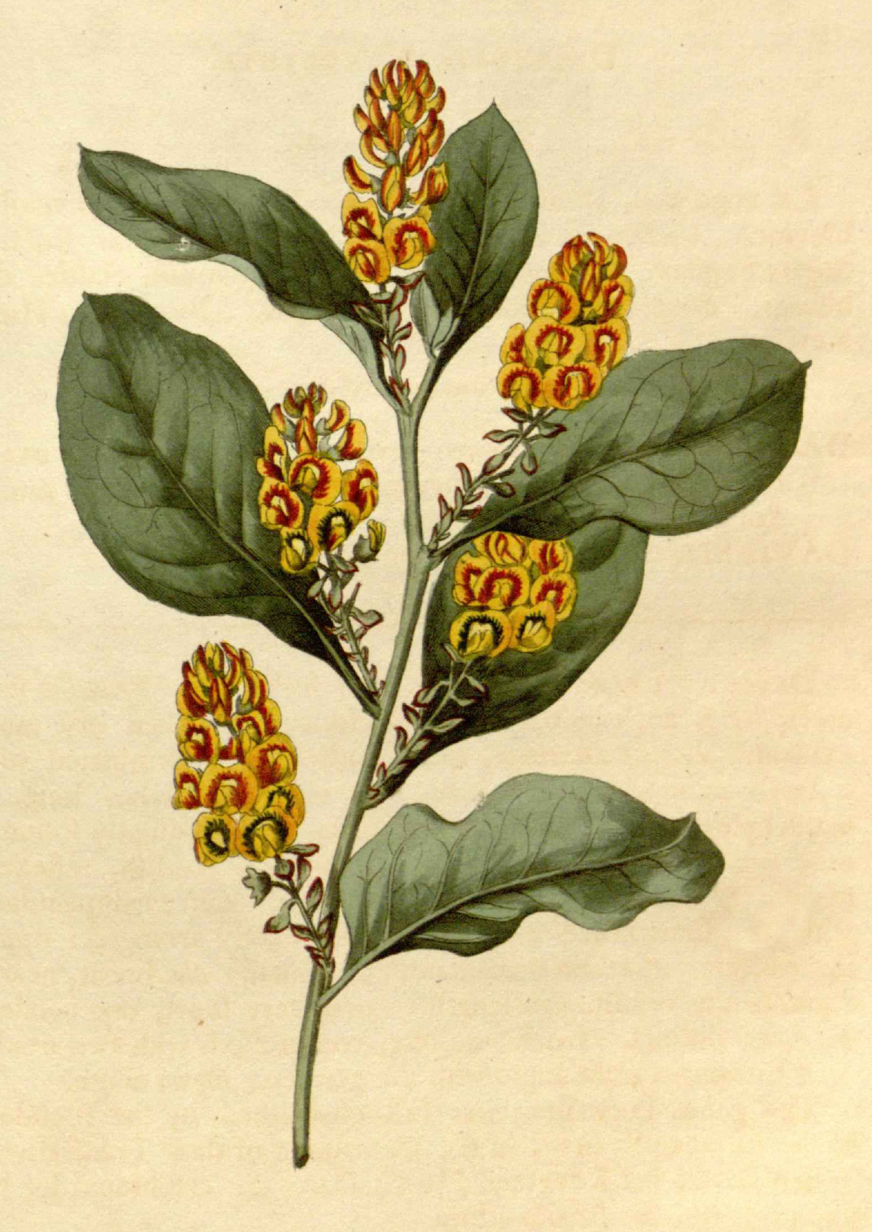 Daviesia latifolia