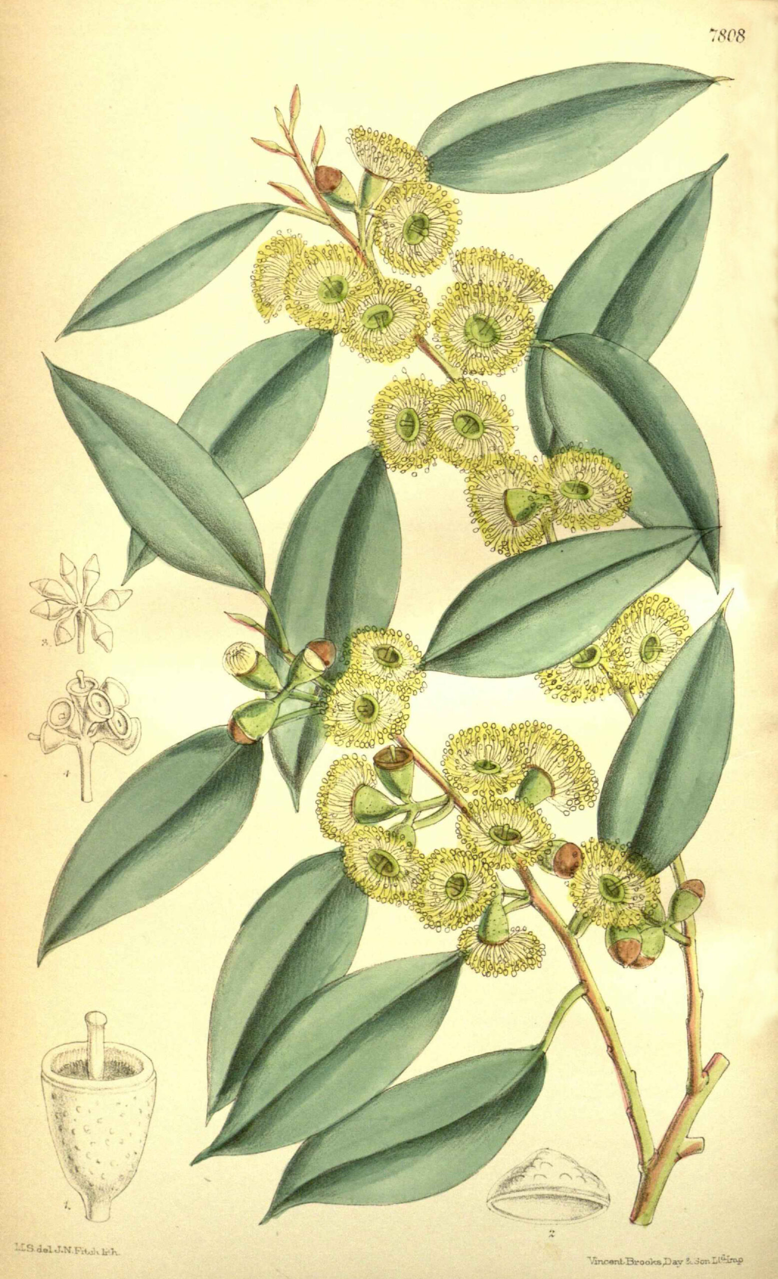 Eucalyptus gunnii