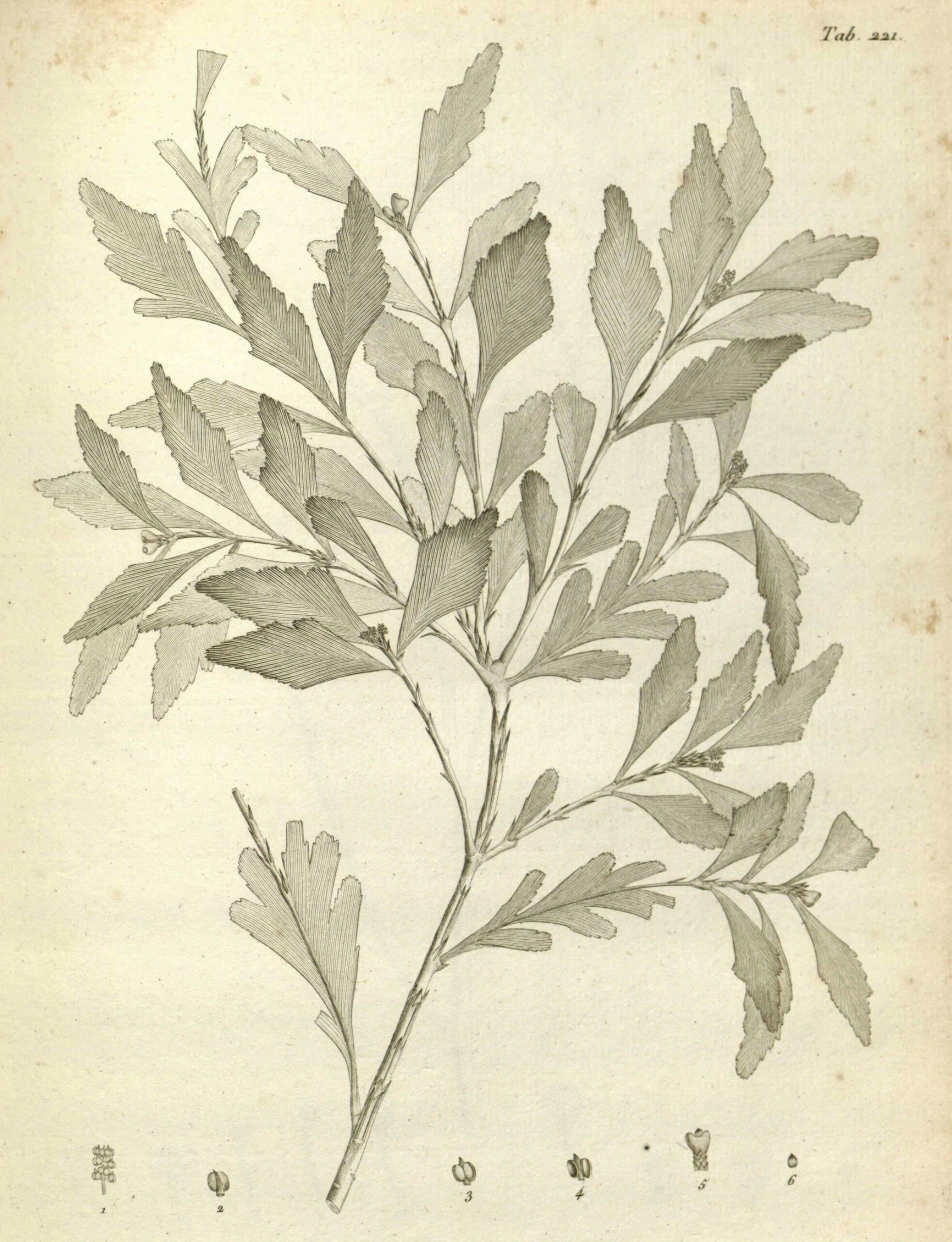 Phyllocladus aspleniifolius, Jacques Labillardière